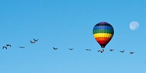 Flying with Geese Photo (4)