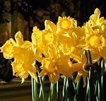 Daffodils