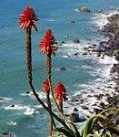 Aloe arborescens (1)