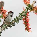 ocotillo 2