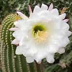 cactus flower 1