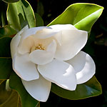 magnoila