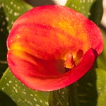 red calla