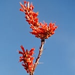 ocotillo 1