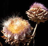 artichokes 2