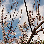 apricot blossoms