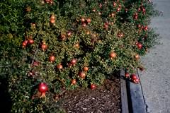 Pomegranates