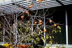 Persimmons