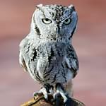 Screech Owl