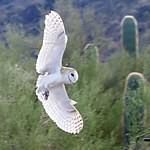 Barn Owl (2)