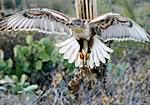 Ferruginous Hawk (2)