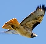 Red-tailed hawk (2)