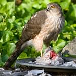 Sharp-shinned Hawk