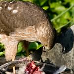 Sharp-shinned Hawk