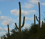 Saguaro (1)