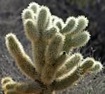 Cholla 1