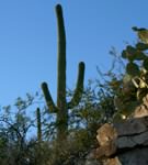 Saguaro (4)