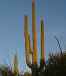 Saguaro (3)