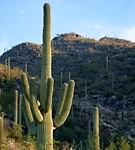 Saguaro (2)