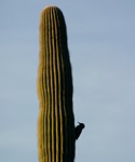 Saguaro (5)