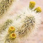 Cholla 2