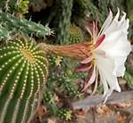 cactus flower 2