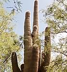 Saguaro (6)