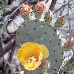 prickly pear