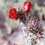 cactus flower 3