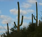 Saguaro and cacti page