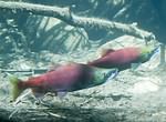 Kokanee salmon run