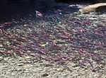 Kokanee salmon run