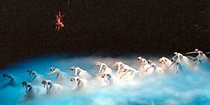 Swan Lake photo (0-11)